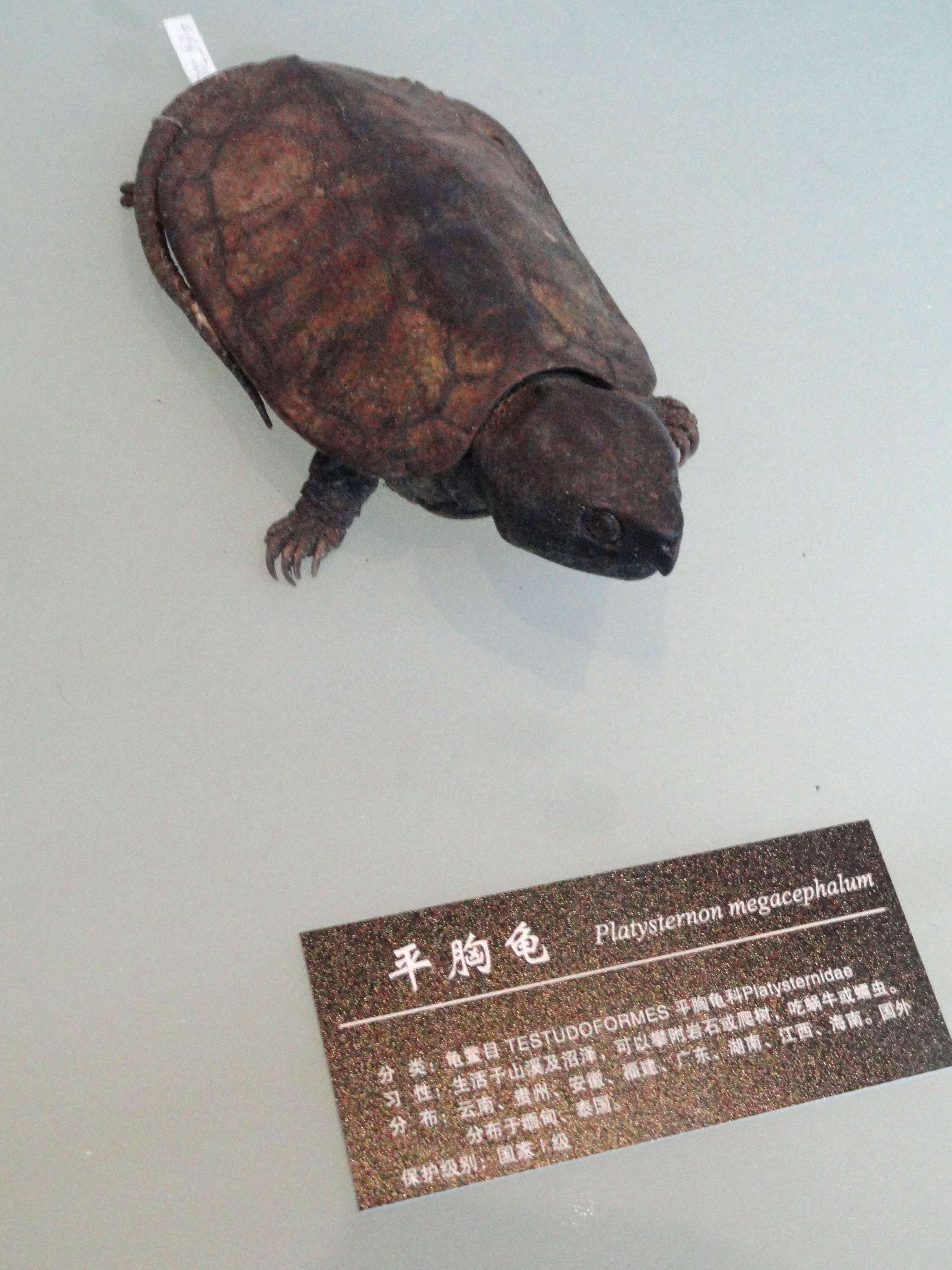 Image of Big-headed Turtle