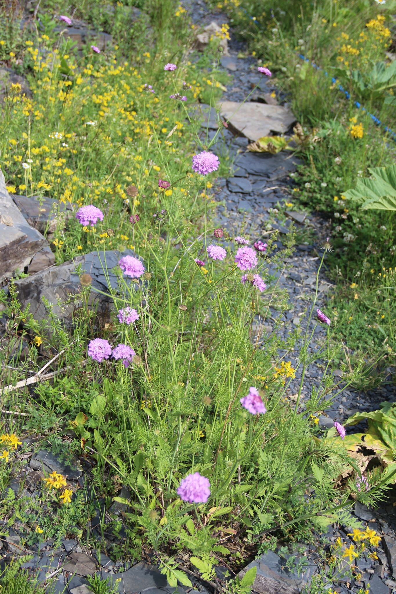 Слика од Scabiosa owerinii Boiss.