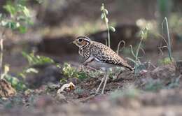 Image of Three-banded Courser