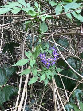 Image of Brazilian nightshade