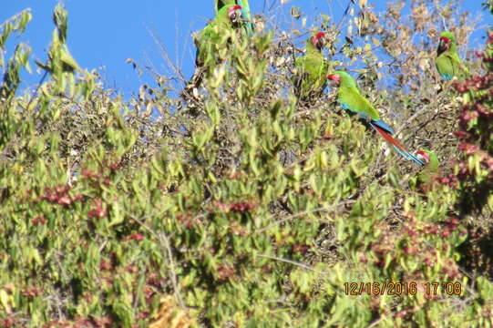 Image of Military Macaw