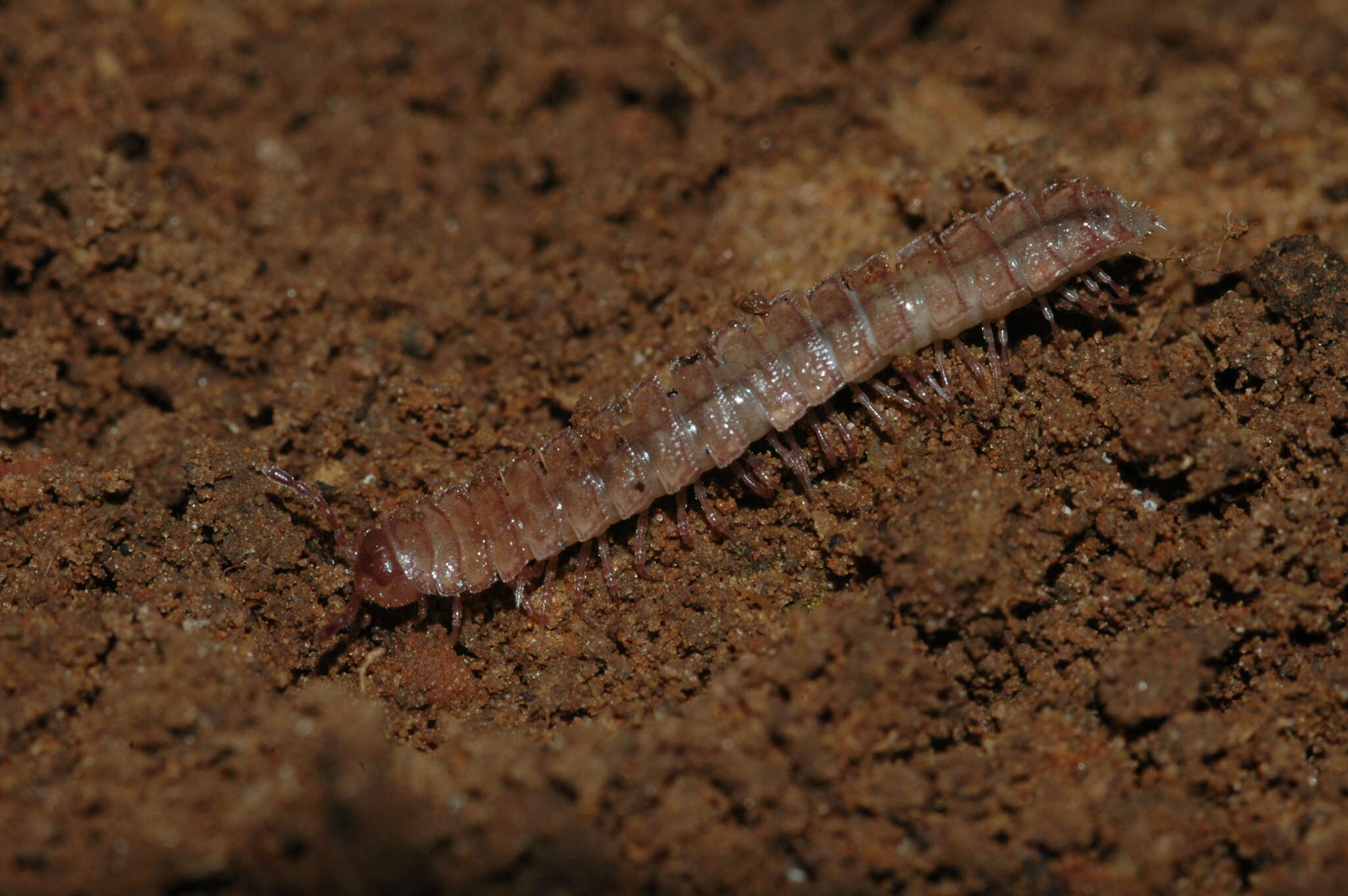 Слика од Platytarropus polydesmoides Verhoeff 1939