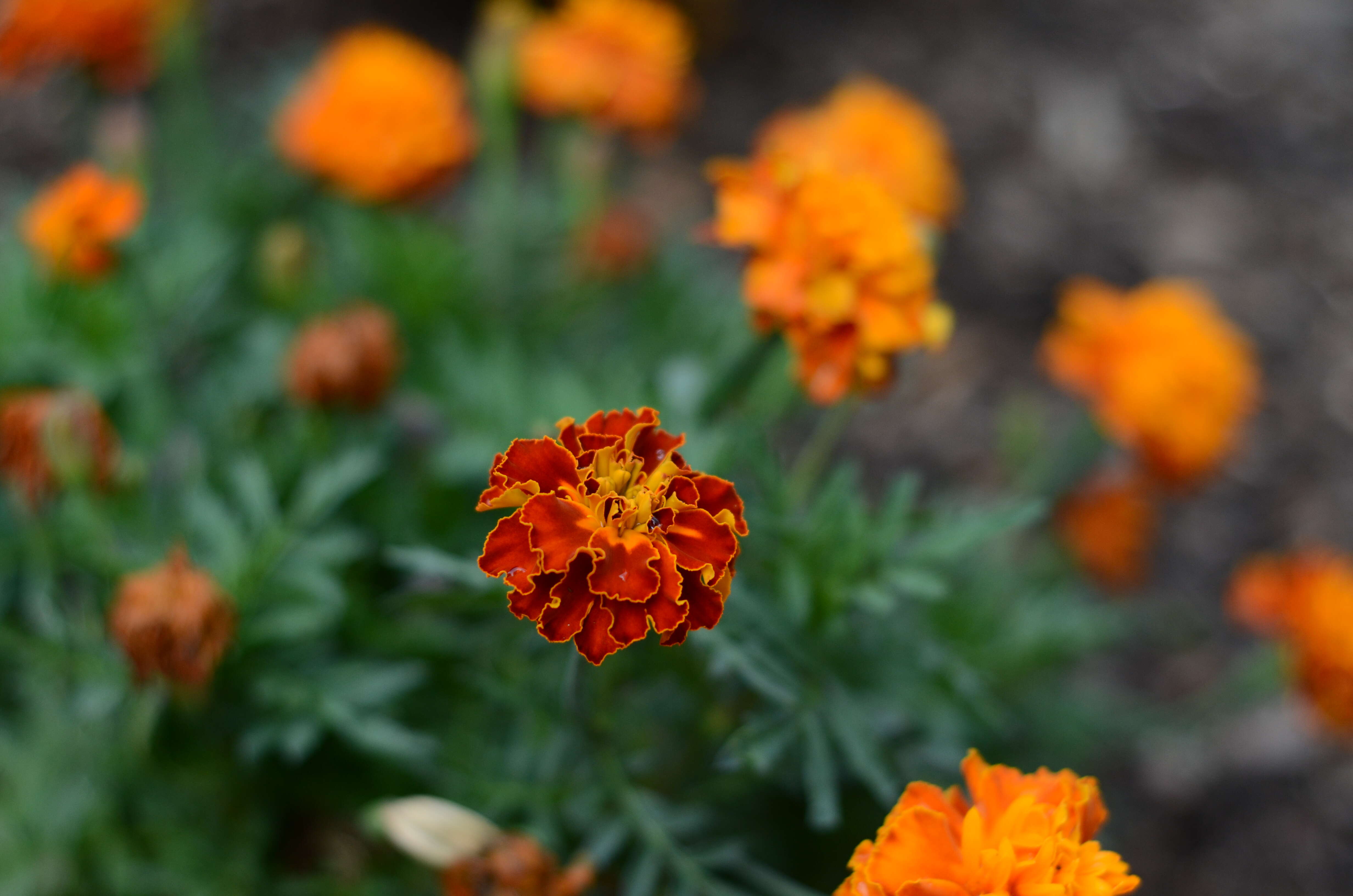 Tagetes erecta L. resmi