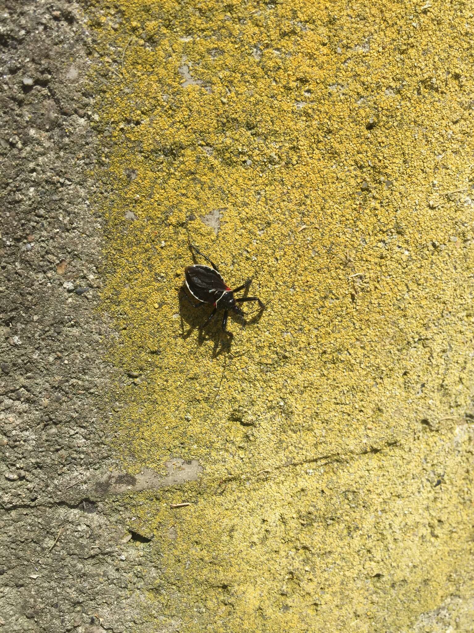 Plancia ëd Apiomerus californicus Berniker & Szerlip ex Berniker et al. 2011