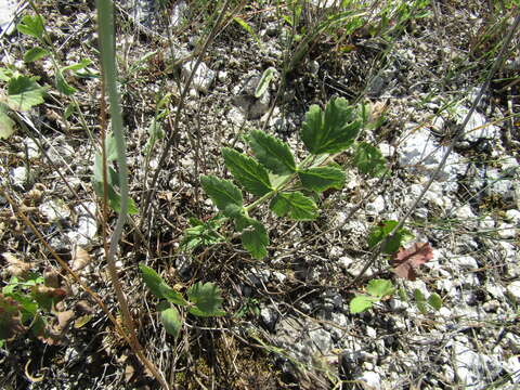 Image de Pimpinella nigra Mill.