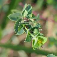 Image of Euphorbia microsphaera Boiss.