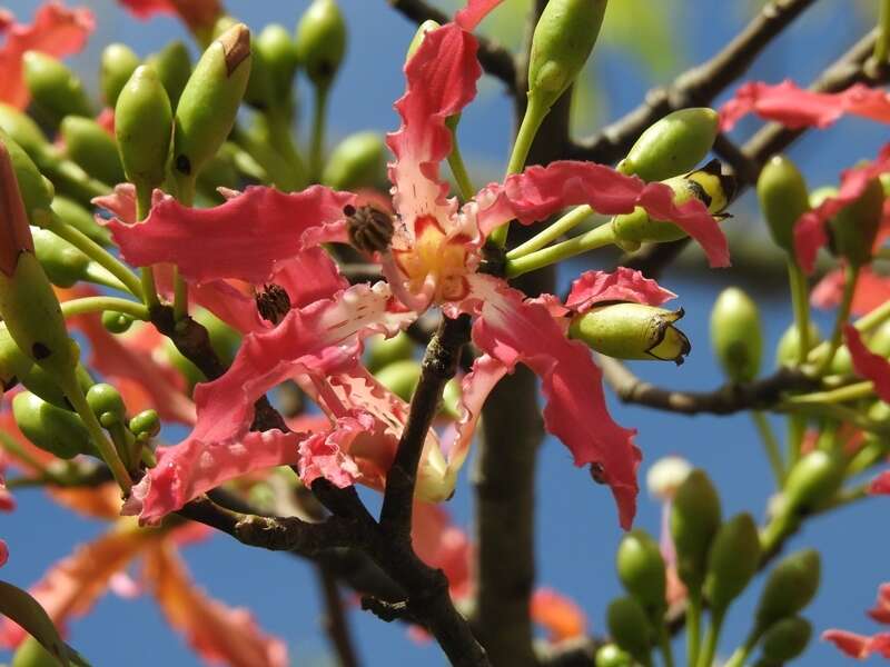 Image of Ceiba lupuna P. E. Gibbs & Semir