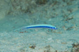 Image of Blue hana goby