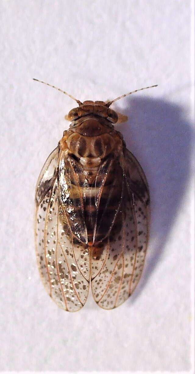 Image of Creiis lituratus (Froggatt 1900)