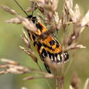 Image of Phaos aglaophara Turner 1926