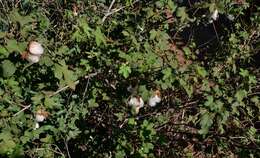 Image of Levant cotton