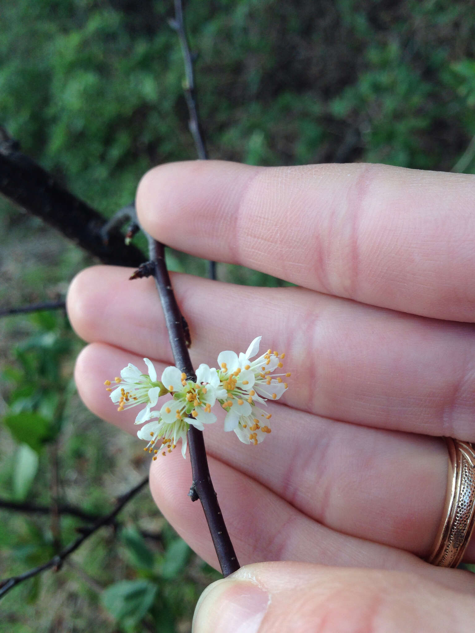 Sivun Prunus angustifolia Marsh. kuva