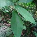 Image of Ficus erecta Thunb.