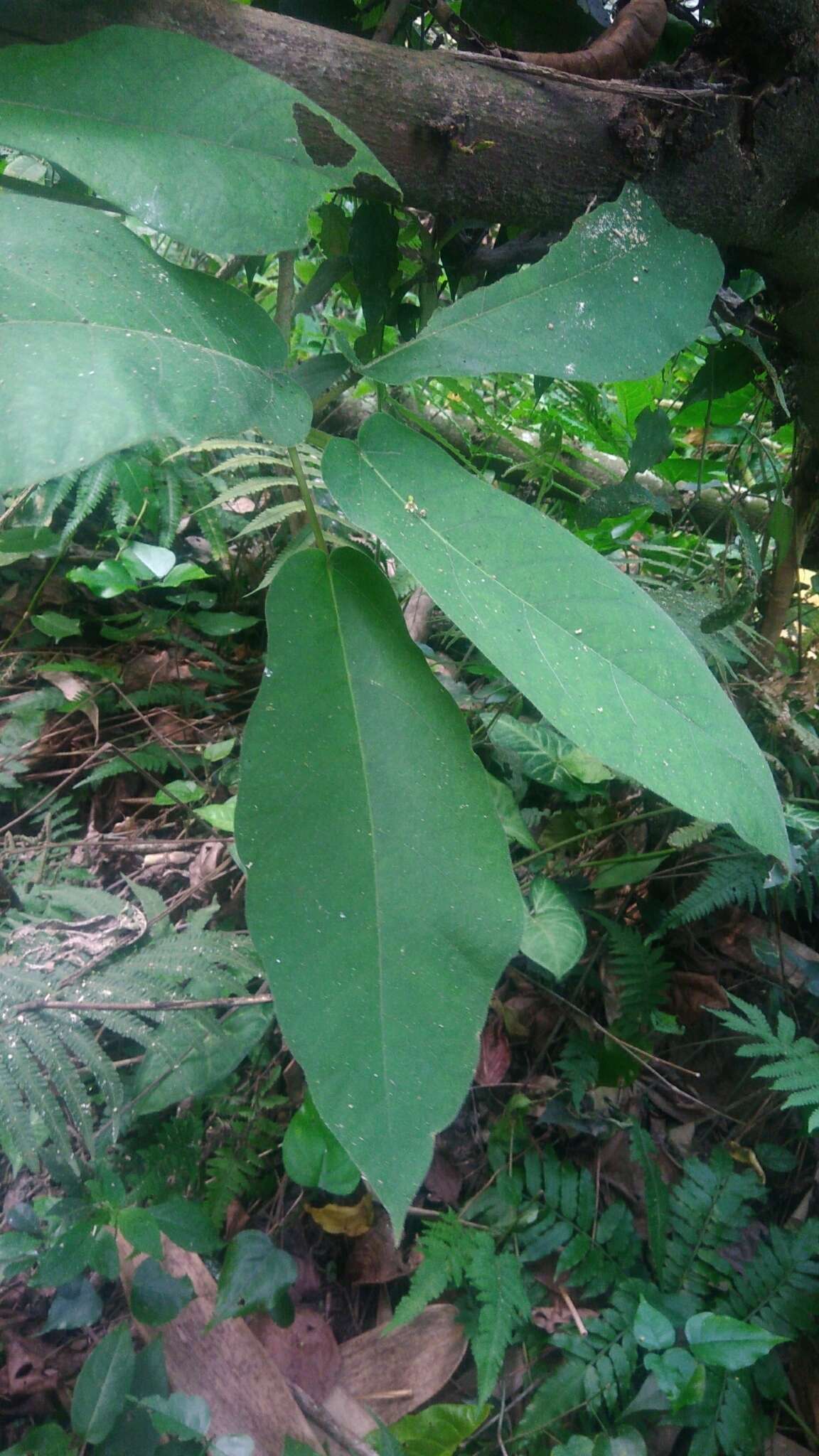 Image of Ficus erecta Thunb.