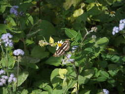 Image de Neptis hylas luculenta Fruhstorfer 1907