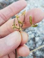 Lomatium torreyi (Coult. & Rose) Coult. & Rose的圖片