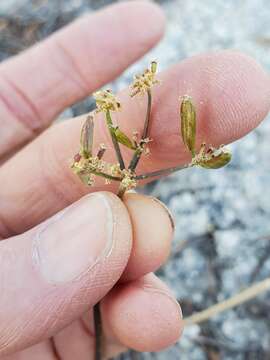 Imagem de Lomatium torreyi (Coult. & Rose) Coult. & Rose