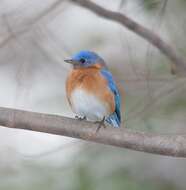 Image of Eastern Bluebird