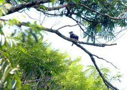 Image of Buff-bellied Puffbird