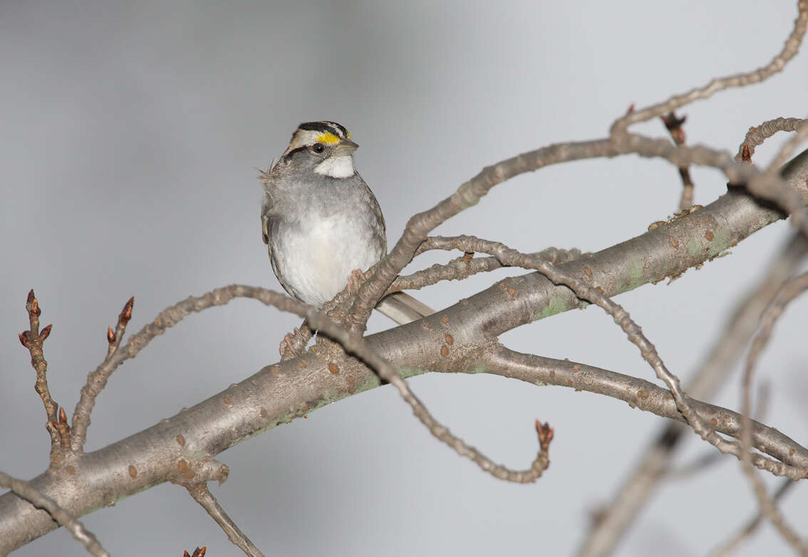 Image of White-throated Sparrow