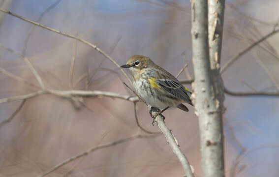 Image of Myrtle Warbler