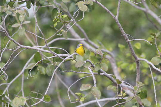 Image of Adelaide's Warbler