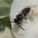 Imagem de Hylaeus hyalinatus Smith 1842