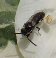 Imagem de Hylaeus hyalinatus Smith 1842