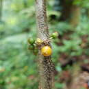 Plancia ëd Henriettea cuneata (Standl.) L. O. Williams