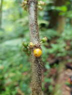 Plancia ëd Henriettea cuneata (Standl.) L. O. Williams