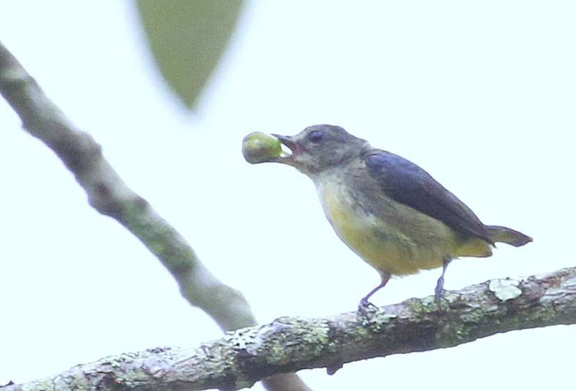 Image of Orange-bellied Flowerpecker