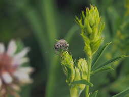 Polydrusus (Scythodrusus) piliferus Hochhuth 1847 resmi