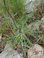 Image of Buckler Mustard