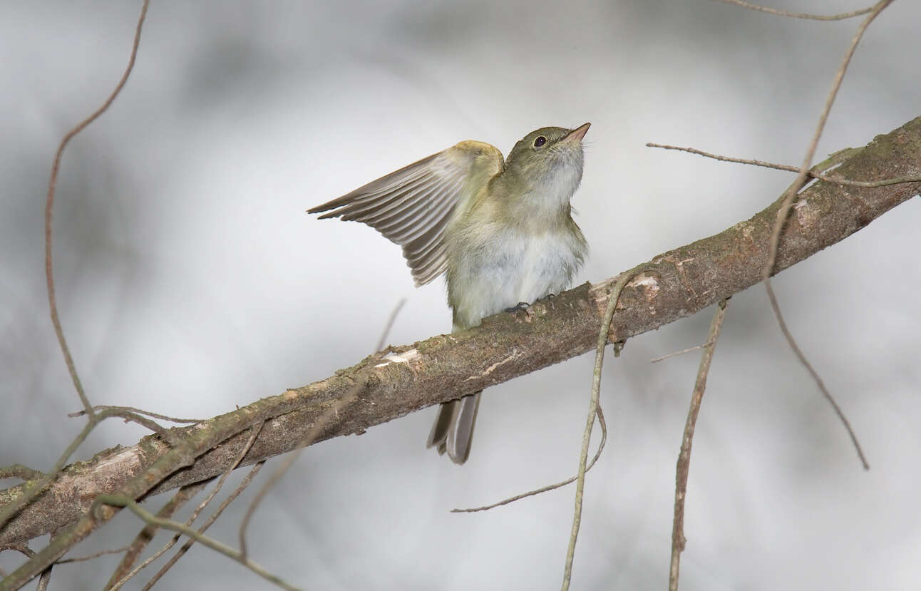 Image of Acadian Flycatcher