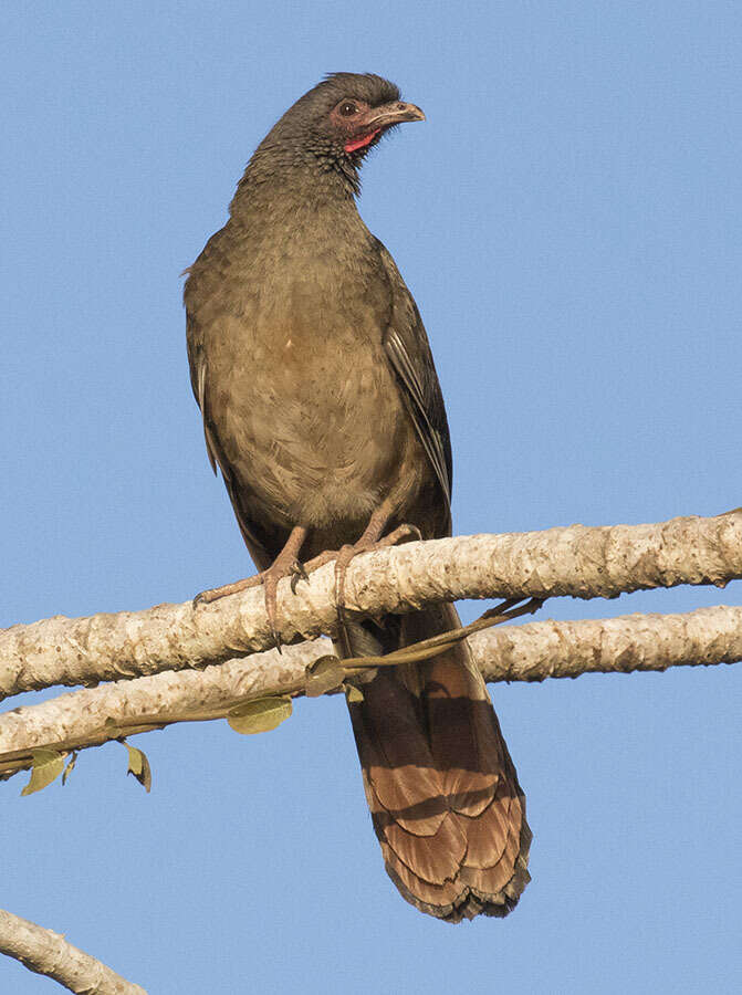 Image of Chaco Chachalaca