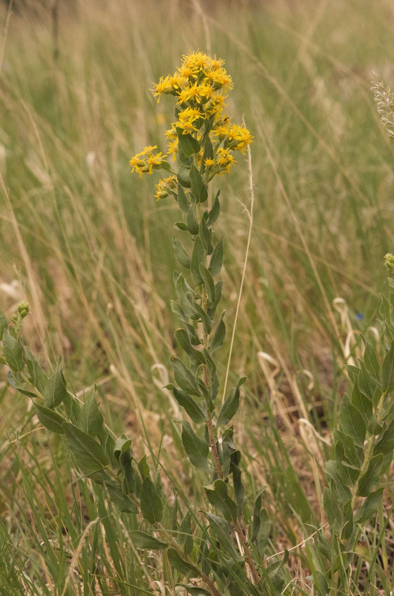 Image of velvety goldenrod