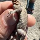 Image of Dwarf Spiny Lizard