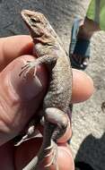 Image of Dwarf Spiny Lizard