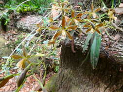 Image of Encyclia candollei (Lindl.) Schltr.