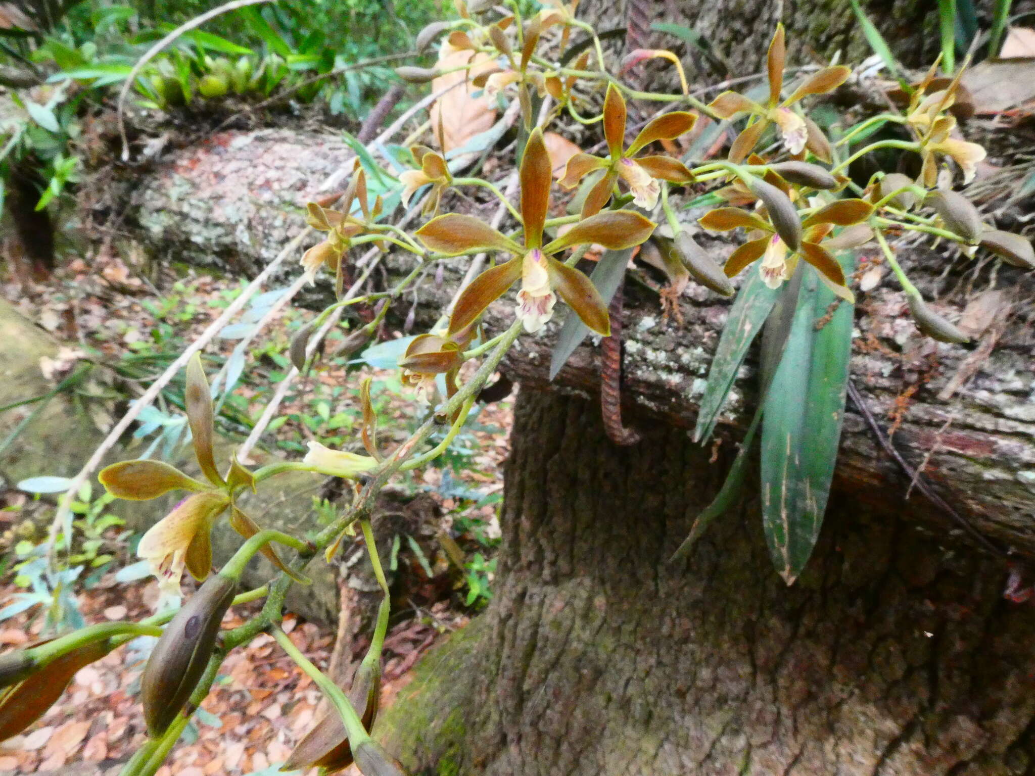 Image of Encyclia candollei (Lindl.) Schltr.