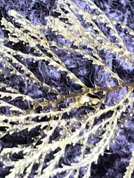 Image of sea cypress hydroid