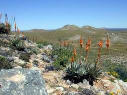 Plancia ëd Aloe glauca Mill.