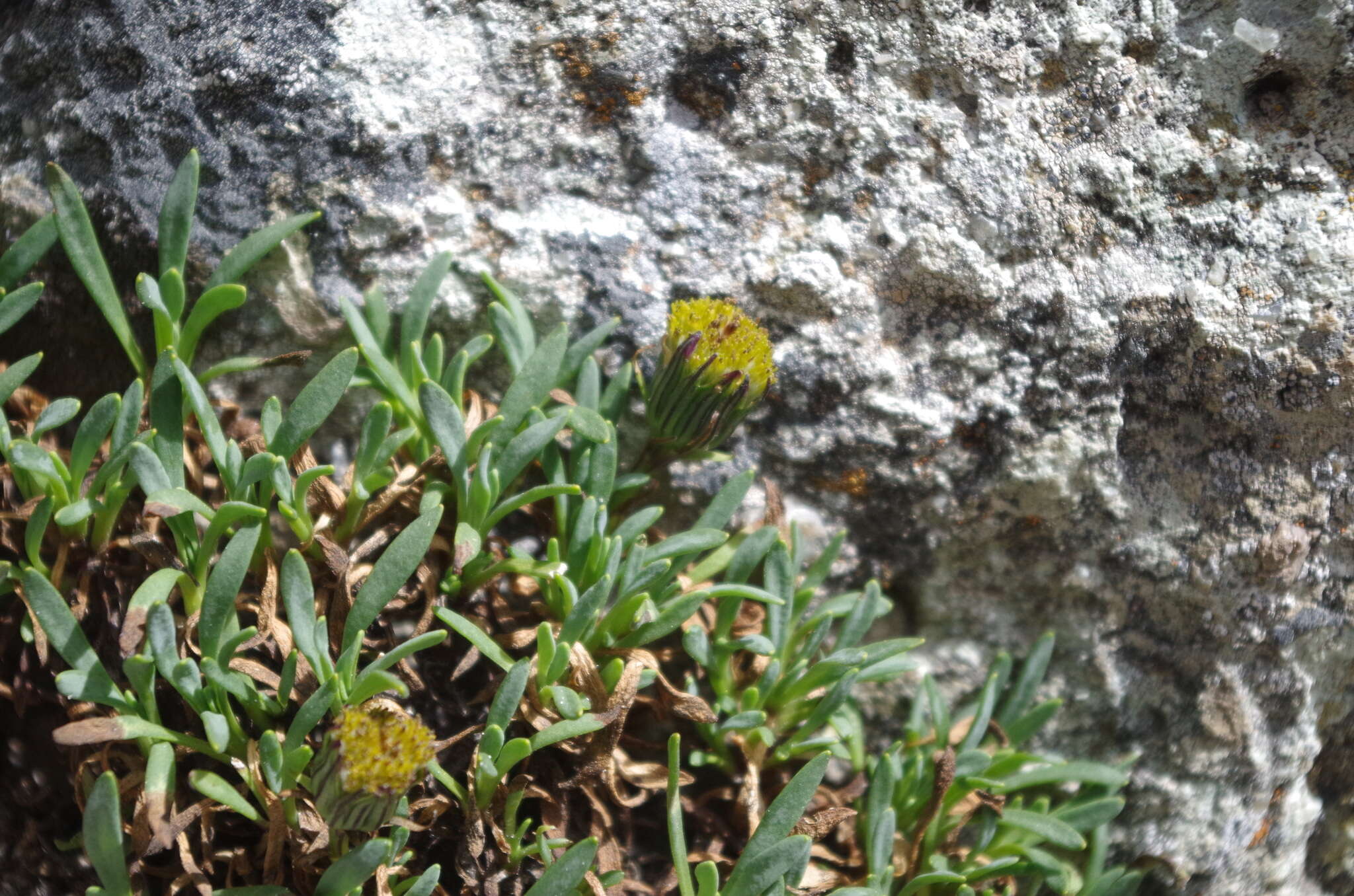 Image of Senecio algens Wedd.