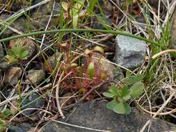 صورة Drosera anglica Huds.