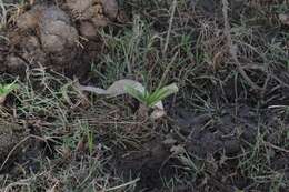 Imagem de Crinum campanulatum Herb.