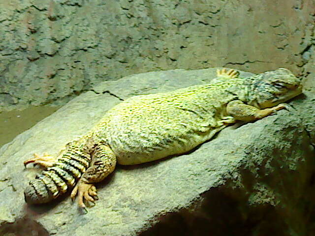 Image of Saharan spiny-tailed lizard