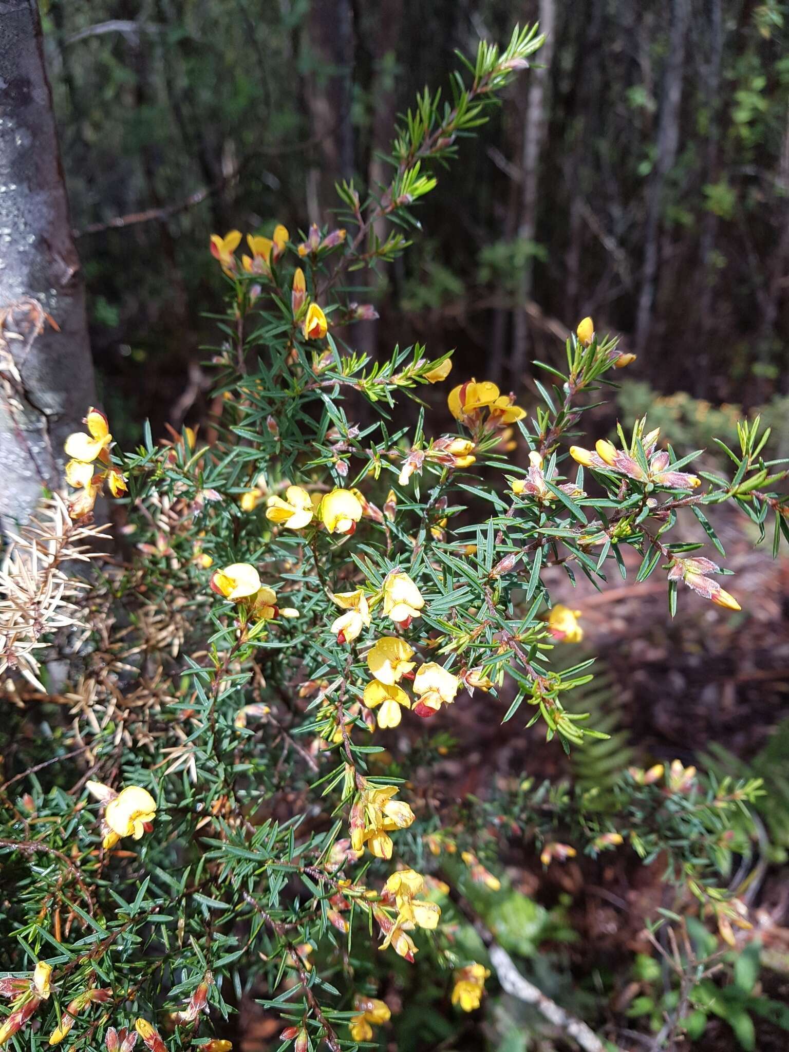 Слика од Pultenaea juniperina Labill.