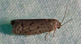 Image of Mimosa Webworm Moth