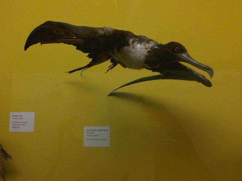 Image of Ascension Frigatebird