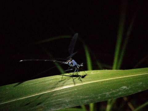 Image of Hypolestes hatuey Torres-Cambas 2015